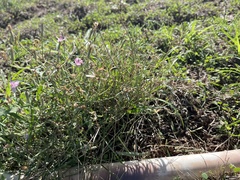 Stephanomeria pauciflora