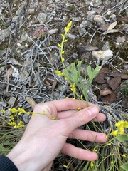 Synaphea