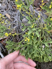 Synaphea