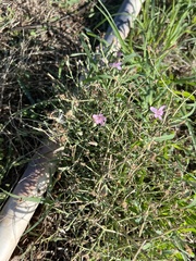 Stephanomeria pauciflora