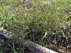 Stephanomeria pauciflora