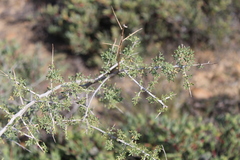 Wiborgia