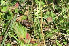 Gampsocleis sedakovii