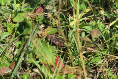 Gampsocleis sedakovii