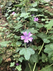 Malva sylvestris