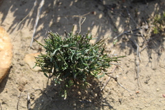 Microloma sagittatum