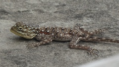 Agama lionotus