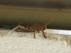 Anacridium aegyptium