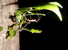 Tetragnatha versicolor