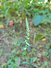 Spiranthes lacera gracilis