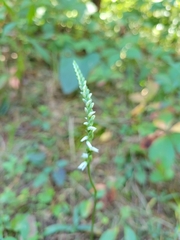 Spiranthes lacera gracilis