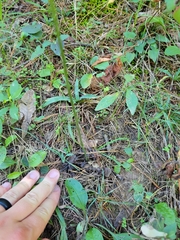 Spiranthes lacera gracilis