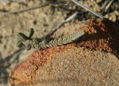 Crassula muscosa