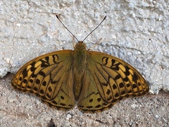 Argynnis pandora