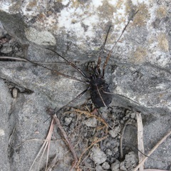 Zachaeus crista