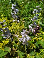 Delphinium speciosum