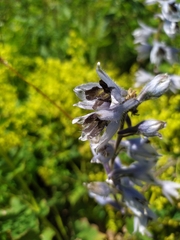Delphinium speciosum