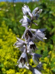 Delphinium speciosum