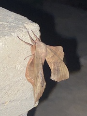 Amorpha juglandis