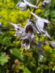 Delphinium speciosum