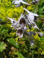 Delphinium speciosum