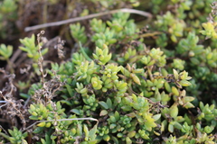 Suaeda novae-zelandiae