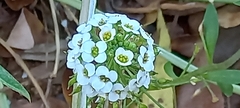 Lobularia maritima