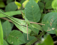 Acrida cinerea