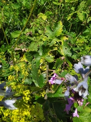 Delphinium speciosum