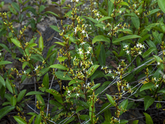 Ichnocarpus frutescens