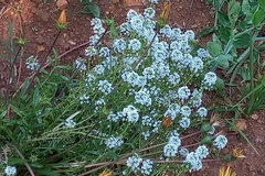 Lobularia maritima