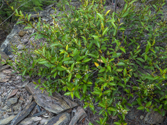 Ichnocarpus frutescens