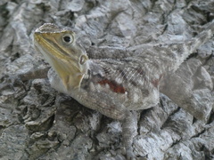 Agama lionotus