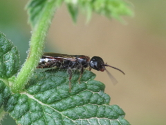 Meria tripunctata