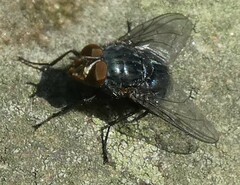 Calliphora