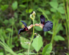 Macroptilium atropurpureum