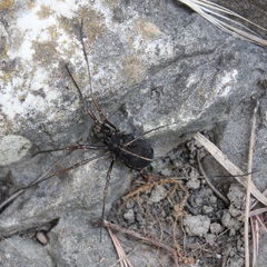 Zachaeus crista