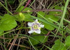 Passiflora foetida