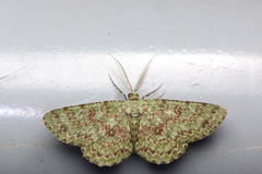 Ophthalmitis