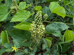 Phanera pulla