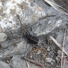 Zachaeus crista