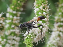 Prionyx lividocinctus