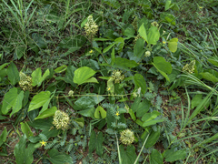 Phanera pulla