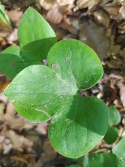 Hepatica nobilis