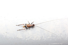 Mnesibulus bicolor
