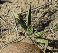 Babiana patula