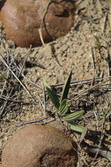 Babiana patula