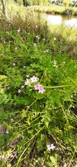 Erodium cicutarium