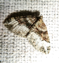 Xanthorhoe lacustrata