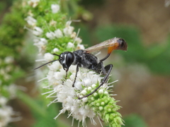 Prionyx lividocinctus